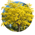 Гледичія колюча/Gleditsia triacanthos 0